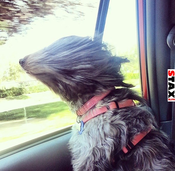 kutyak akik imadnak autozni 7