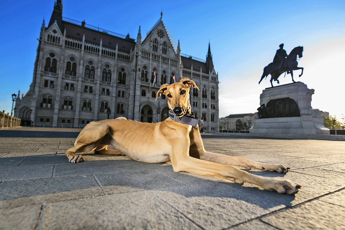 Kutyák Budapesten