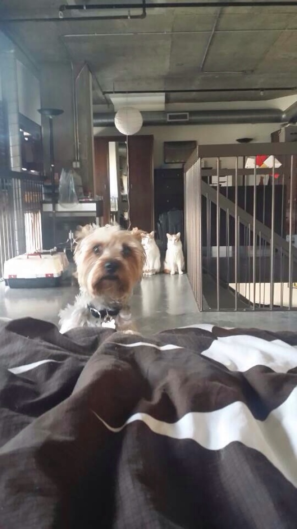 kutya macska együtt 8