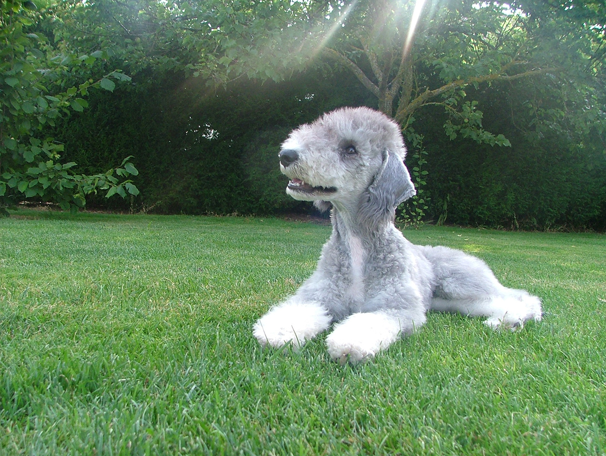 kutyat az allergiasoknak is bedlington terrier 2