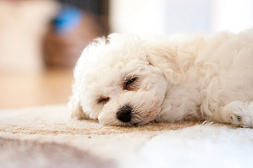 kutyat az allergiasoknak is bichon frise