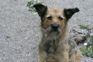 miert fontos a nyakorv a bileta és a mikrochip1