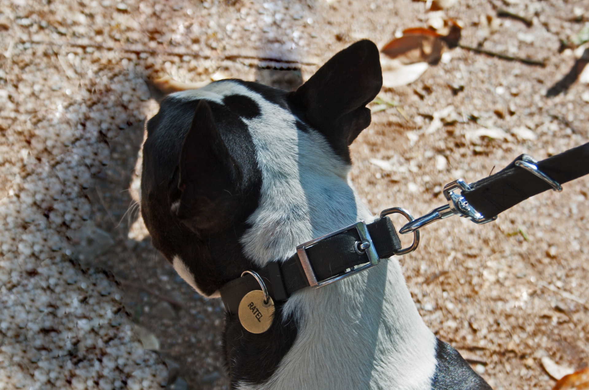 miert fontos a nyakorv a bileta és a mikrochip3