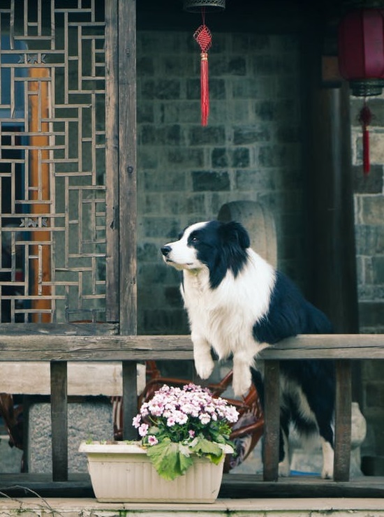 kutya border collie távolba nézés - randevau.hu