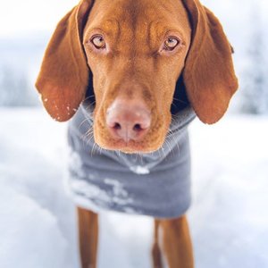 mywhiskeygirl magyarvizsla 1