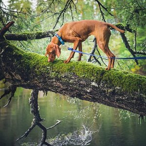 mywhiskeygirl magyarvizsla 11