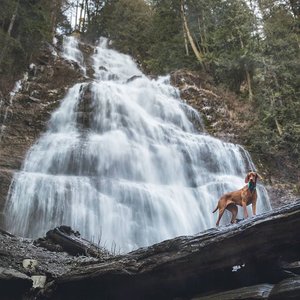 mywhiskeygirl magyarvizsla 12