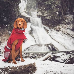mywhiskeygirl magyarvizsla 13