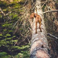 mywhiskeygirl magyarvizsla 15