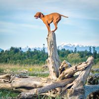 mywhiskeygirl magyarvizsla 16