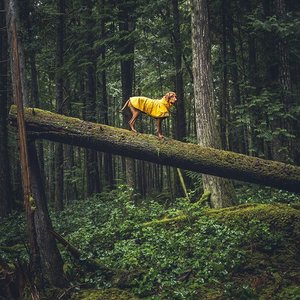 mywhiskeygirl magyarvizsla 2