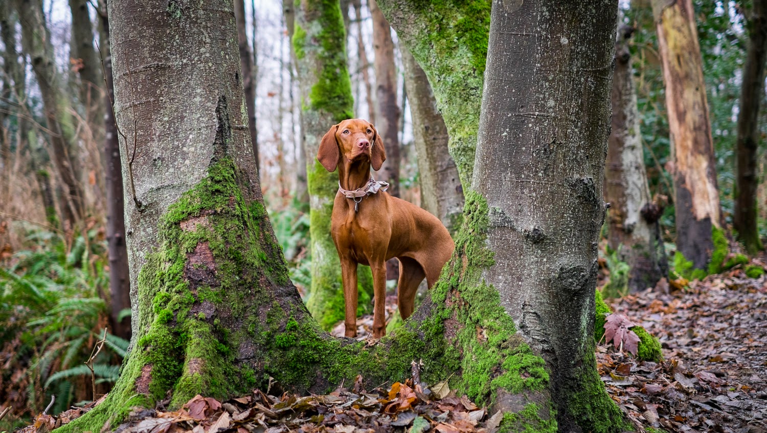 Csodás képek egy csodás kutyáról