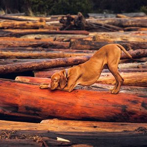 mywhiskeygirl magyarvizsla 3