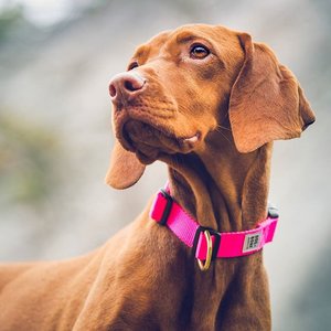 mywhiskeygirl magyarvizsla 5