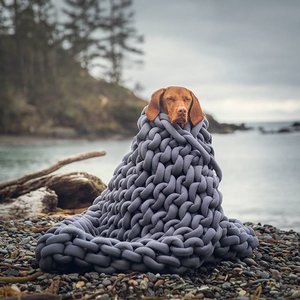 mywhiskeygirl magyarvizsla 9