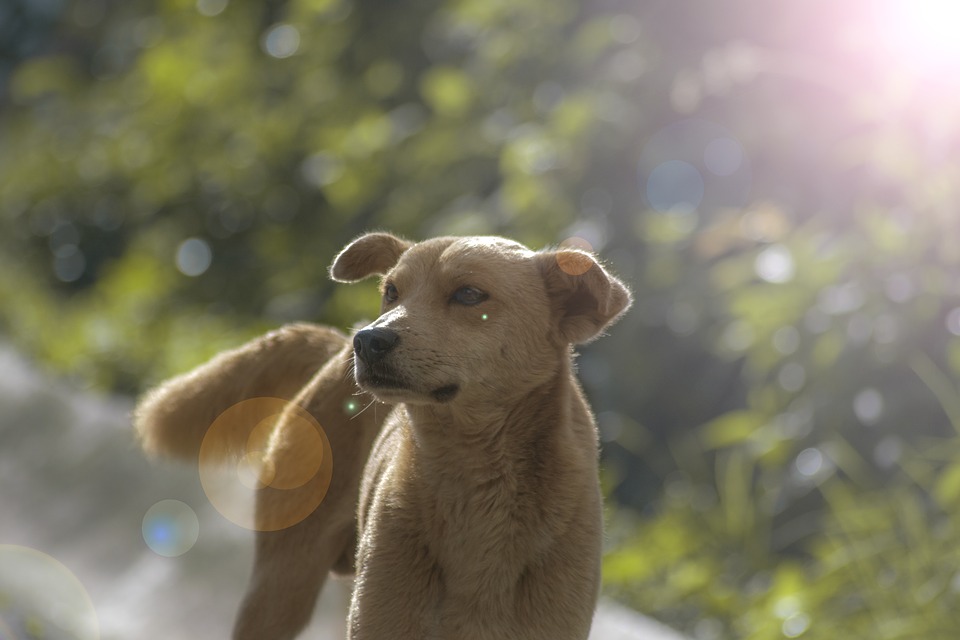 Nyári tévhitek - Mit NE csinálj kutyusoddal?