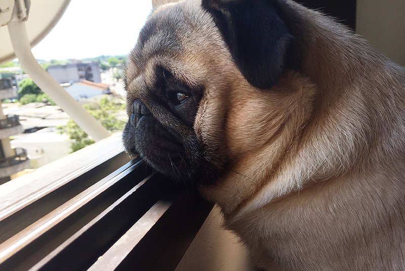 kutya szomorú rossz kedvű - randevau.hu