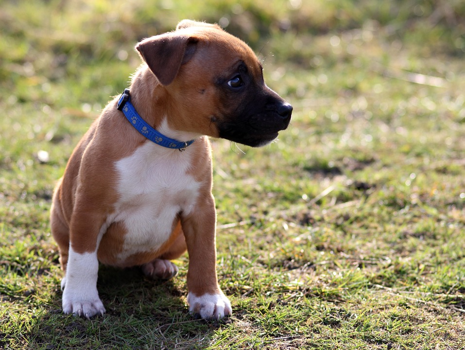 tanacsok kutyaneveleshez 3