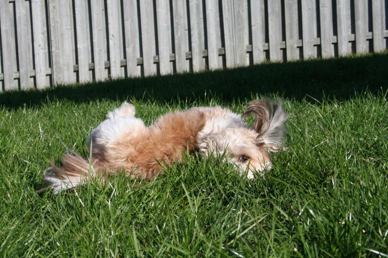 urulek tetem miert hempereg meg benne 4