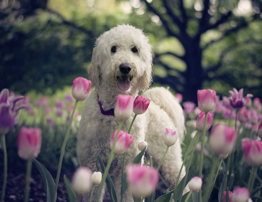 viragba borult kutyák 2