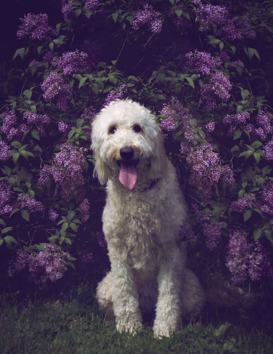 viragba borult kutyák 3