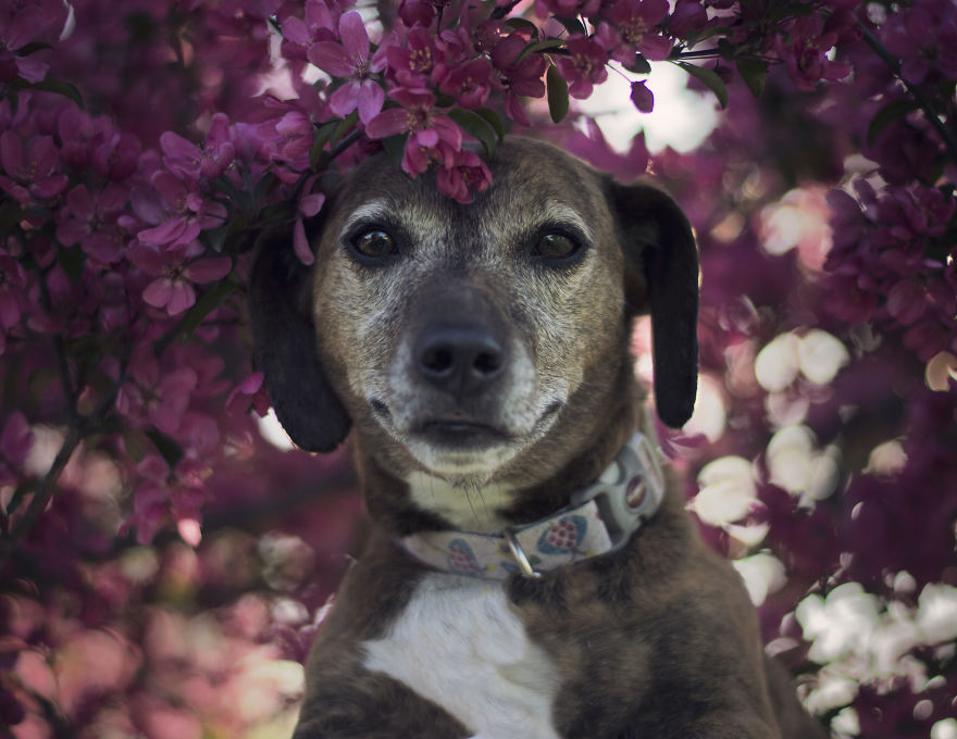 viragba borult kutyák 7