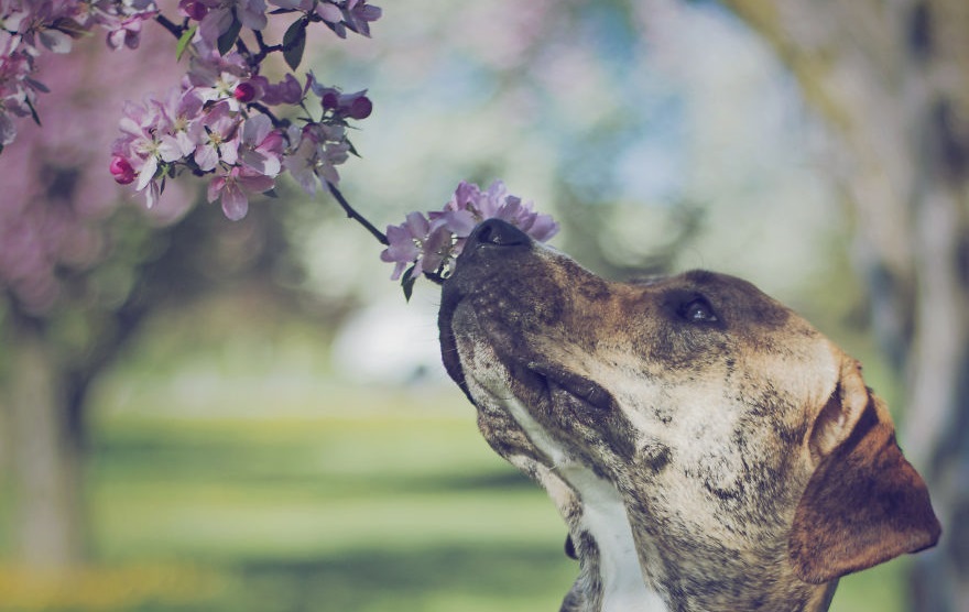 Virágba borult kutyák