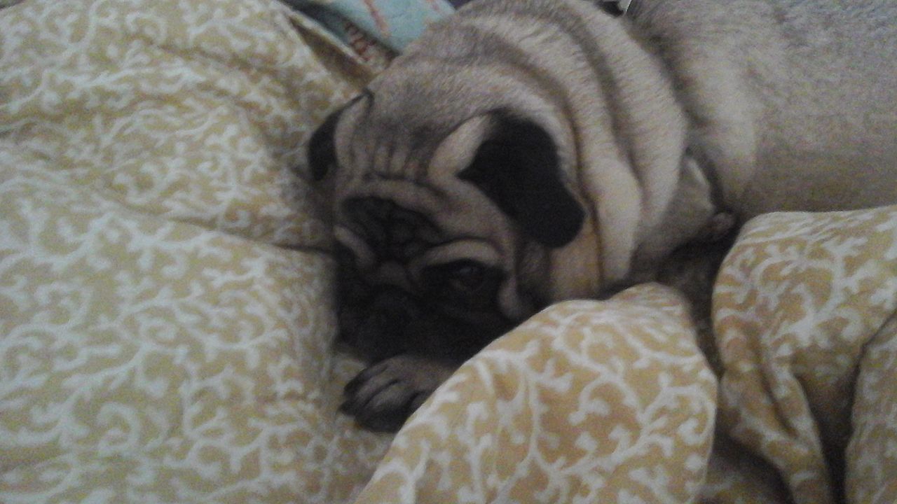 kutya fél zajfóbia - randevau.hu