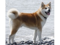 akita