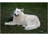 amerikai-kanadai_fehr_juhszkutya