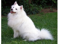 amerikai_eszkimkutya