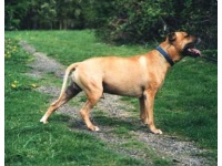 amerikai_pit_bullterrier