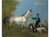 angol-francia_falkavadsz_kop