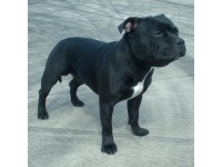 angol_staffordshire_bullterrier_1308128377