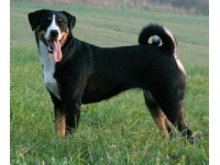 appenzelli_psztorkutya