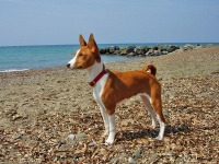 basenji1
