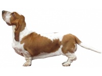 basset_hound_fond_blanc