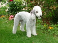 bedlington_terrier1