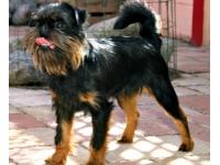 belga_griffon1