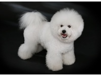 bichon_frise