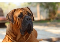 boerboel2