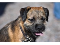 border_terrier1
