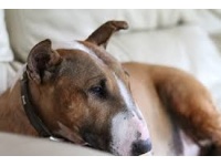 bullterrier1
