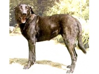 cao_de_castro_laboreiro2