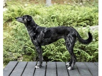 catahoulai_leoprdkutya1