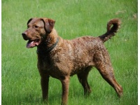 chesapeake_bay_retriever1