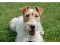 fox-terrier3