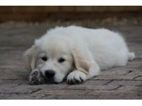 golden_retriever2