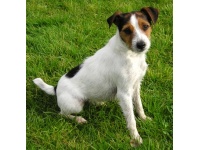 jack_russell_terrier1