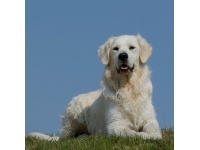 kuvasz1